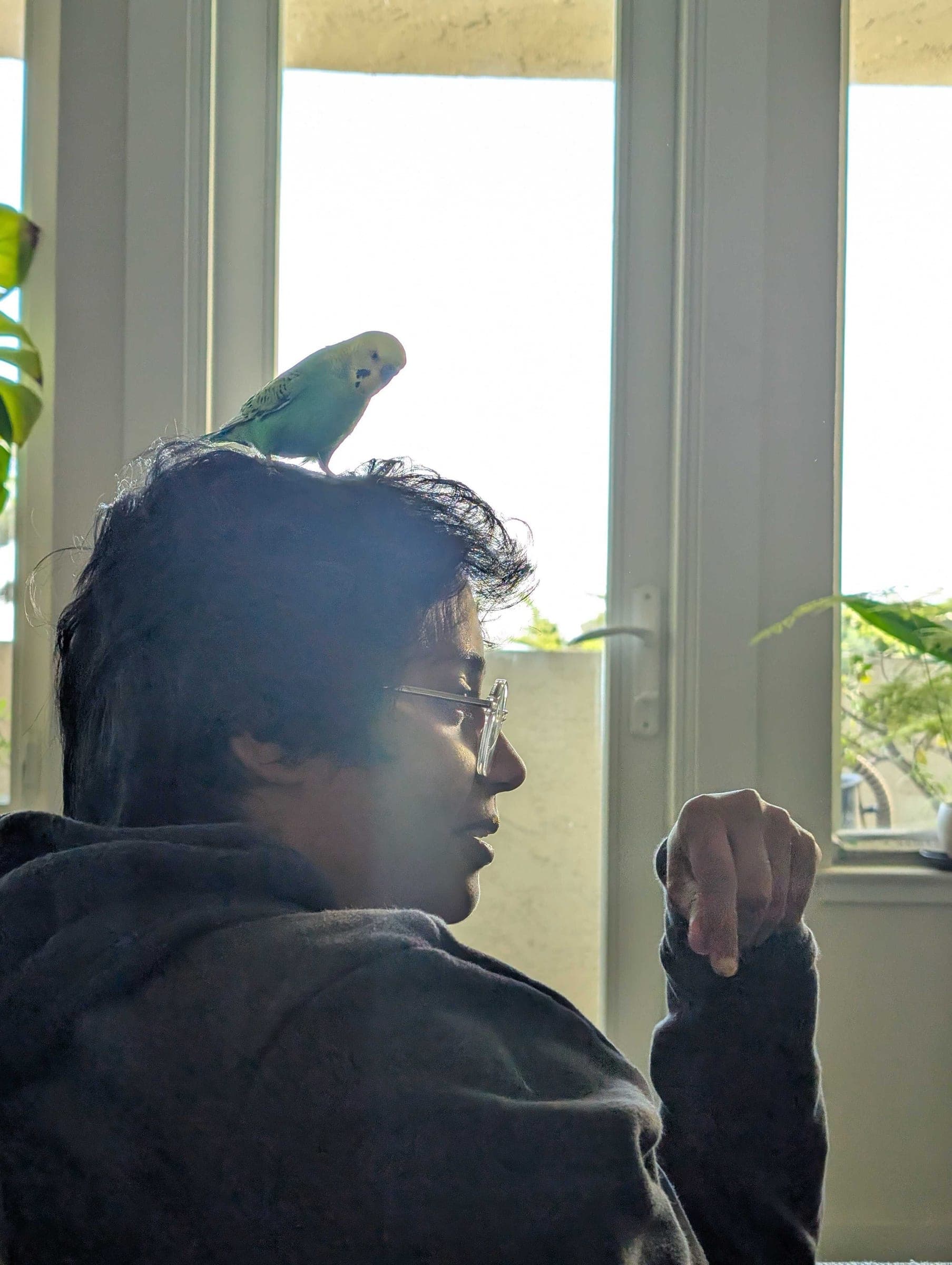 My favorite birb friend Simon chilling on my head